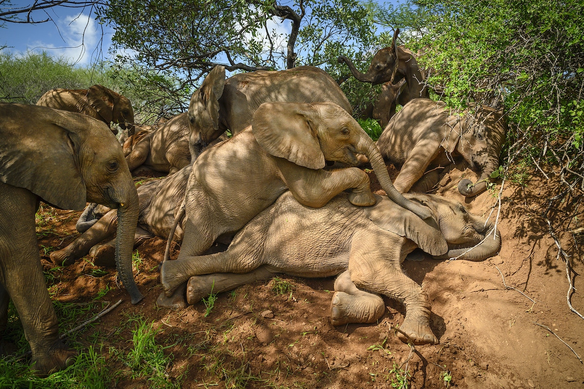 Reteti Elephant Sanctuary by Ami Vitale
