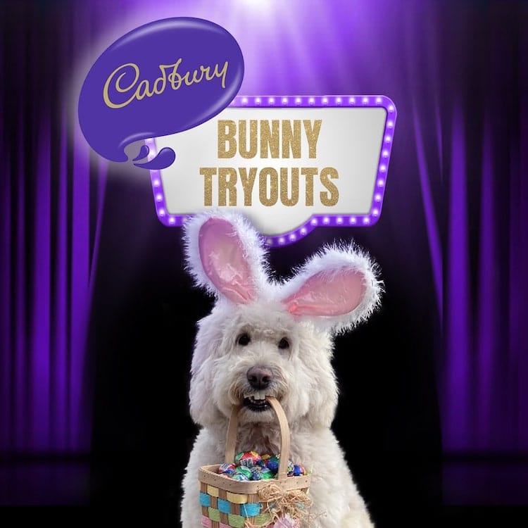 2022 Cadbury Bunny Winner is an English Doodle