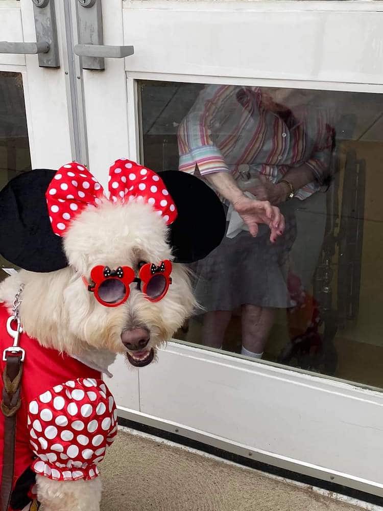 Therapy Dog in Minnie Mouse Costume