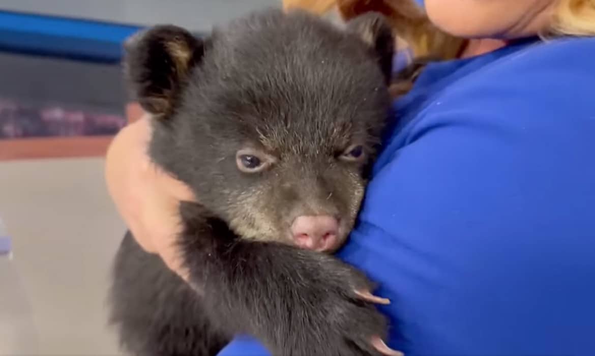 Baby Bear Makes Cutest Sound When Held