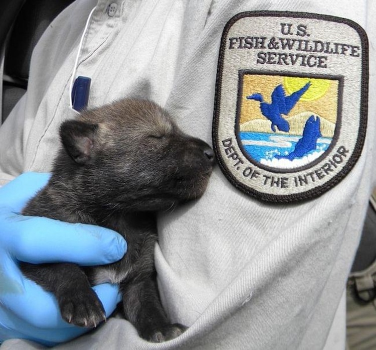 Captive-born red wolf pup