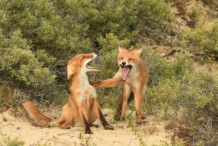 Two Foxes Laughing