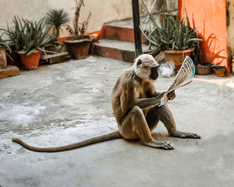 Monkey Reading a Newspaper