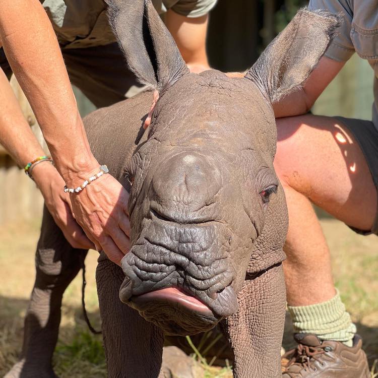 Baby Rhino and Baby Zebra Are Unlikely Animal Friends