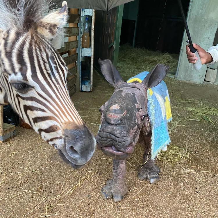 Baby Rhino and Baby Zebra Are Unlikely Animal Friends