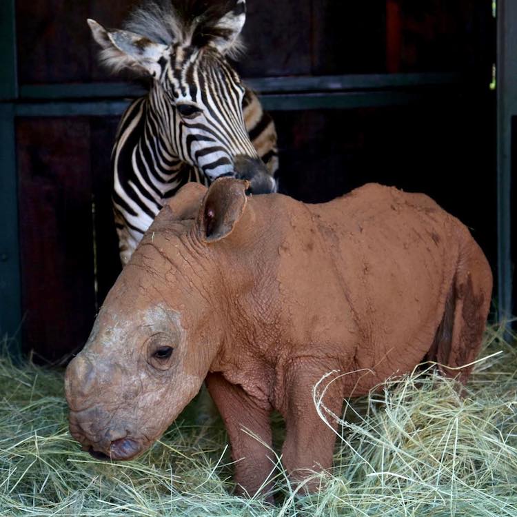 Cute Baby Animals Are Best Friends at the Care for Wild Rhino Sanctuary