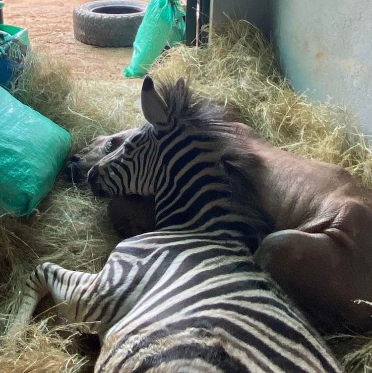 Baby Rhino and Baby Zebra Are Unlikely Animal Friends