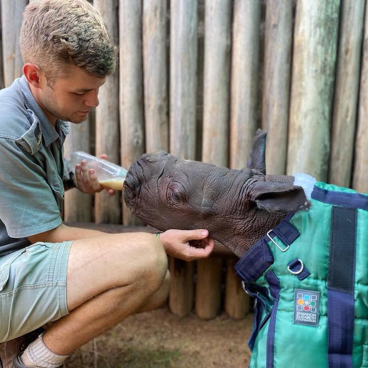 Baby Rhino and Baby Zebra Are Unlikely Animal Friends