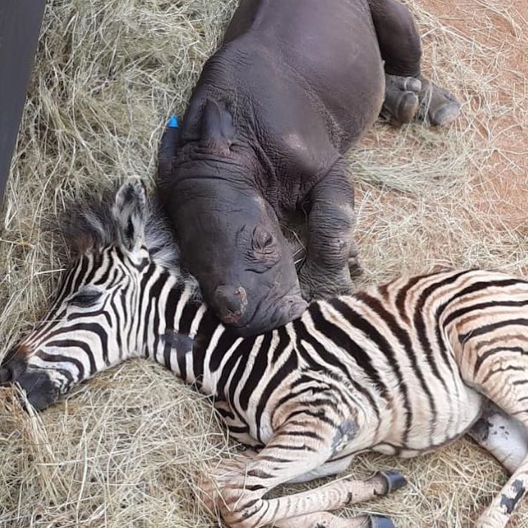 Cute Baby Animals Are Best Friends at the Care for Wild Rhino Sanctuary