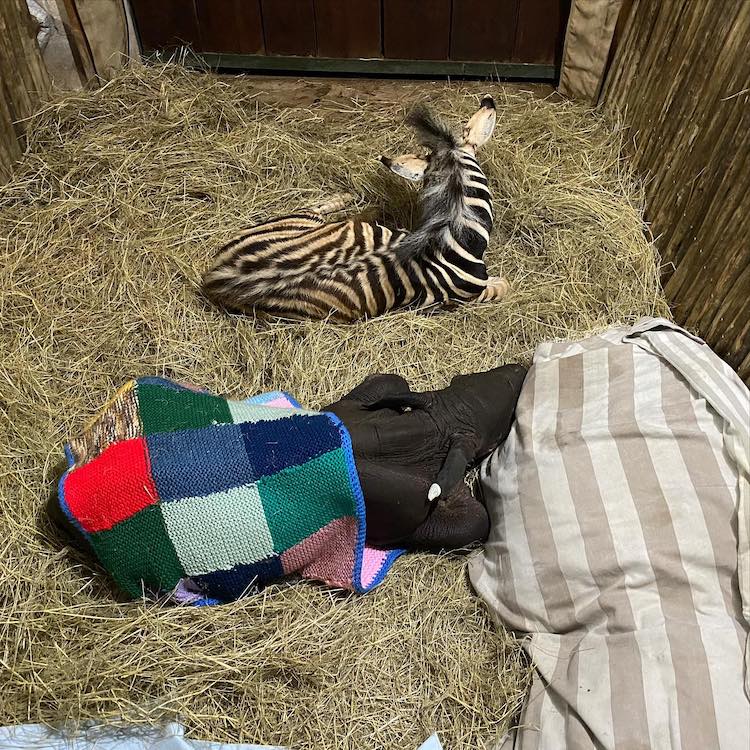 Baby Rhino and Baby Zebra Are Unlikely Animal Friends