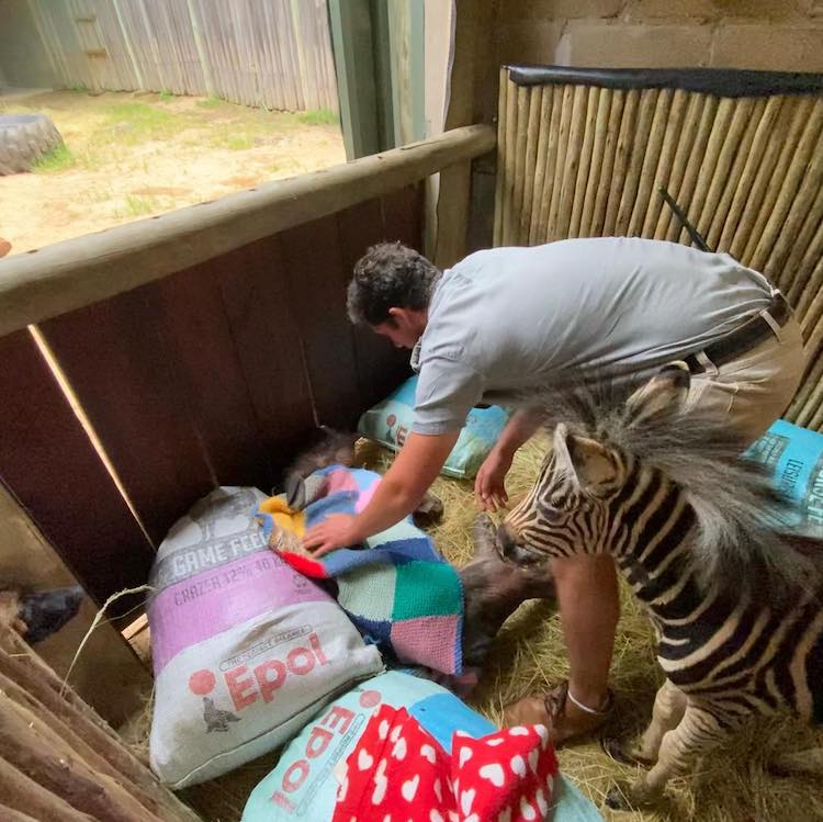 Baby Rhino and Baby Zebra Are Unlikely Animal Friends