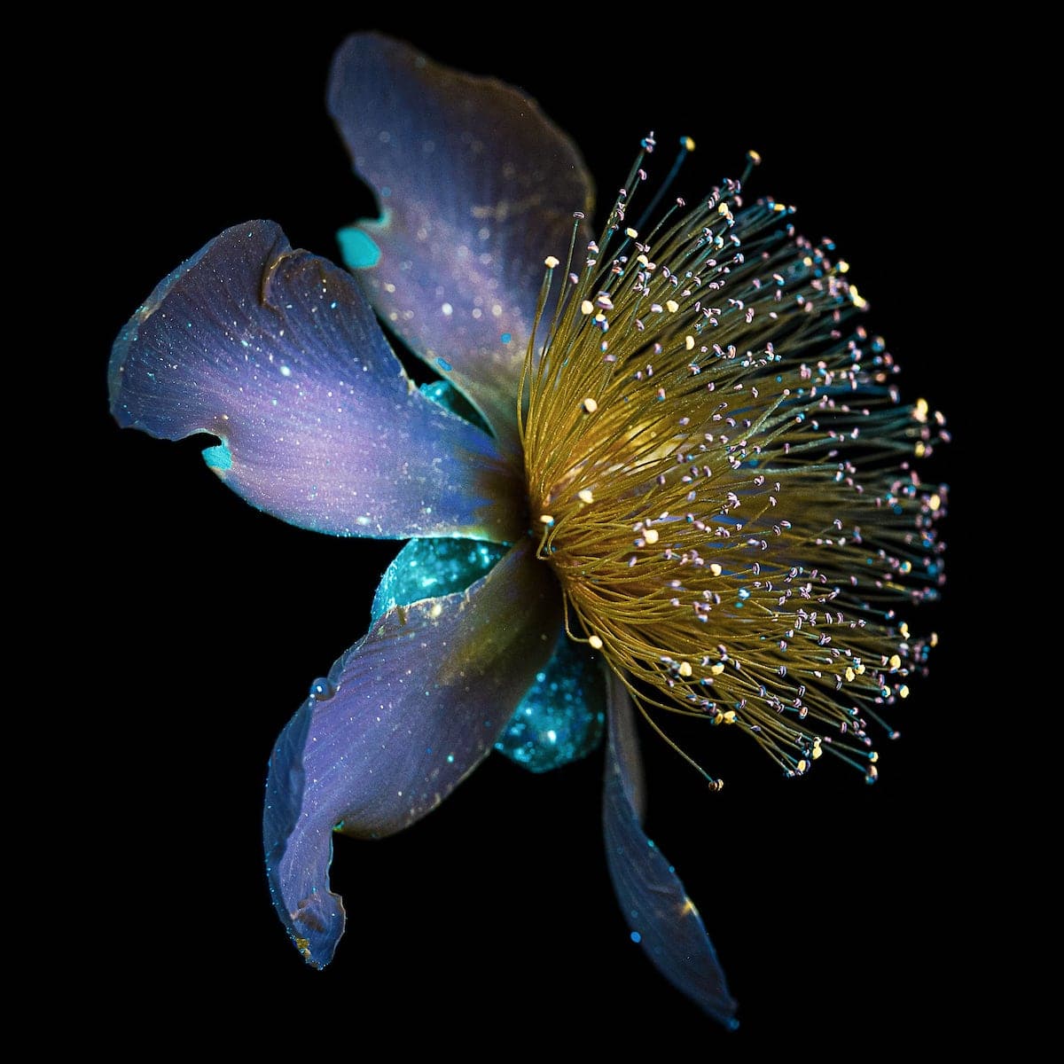 Flower Photography by Debora Lombardi
