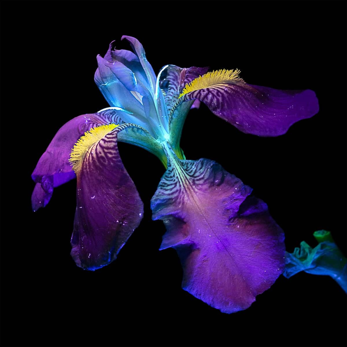 Flower Photography by Debora Lombardi