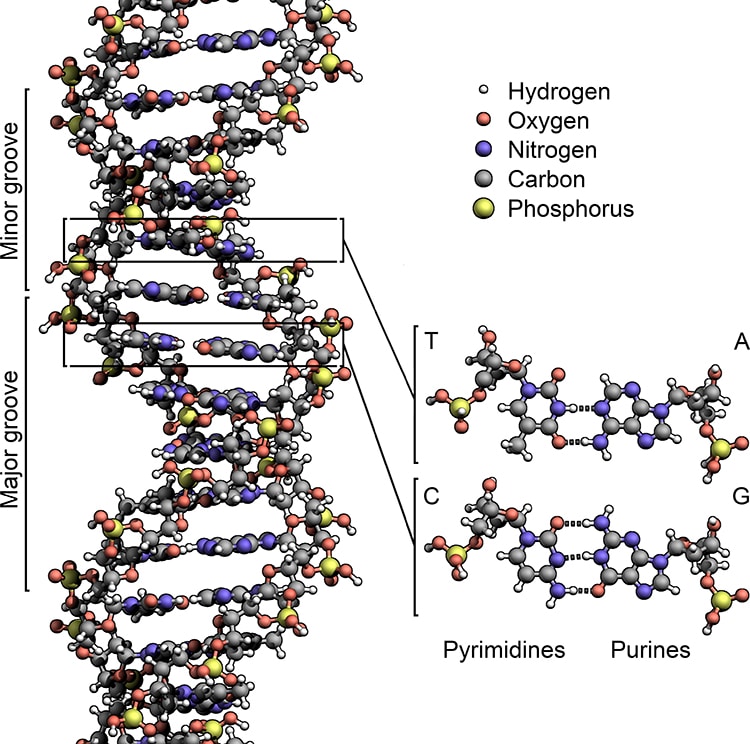 DNA Structure Double Helix