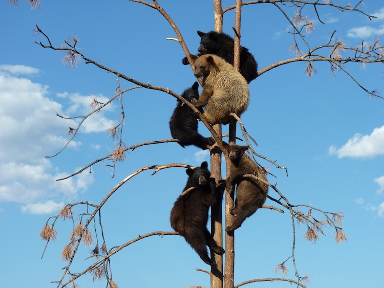 Five Bears Discovered Hibernating Underneath Californian Home