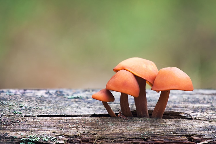 Mushrooms Have Their Own Language of up to 50 Words