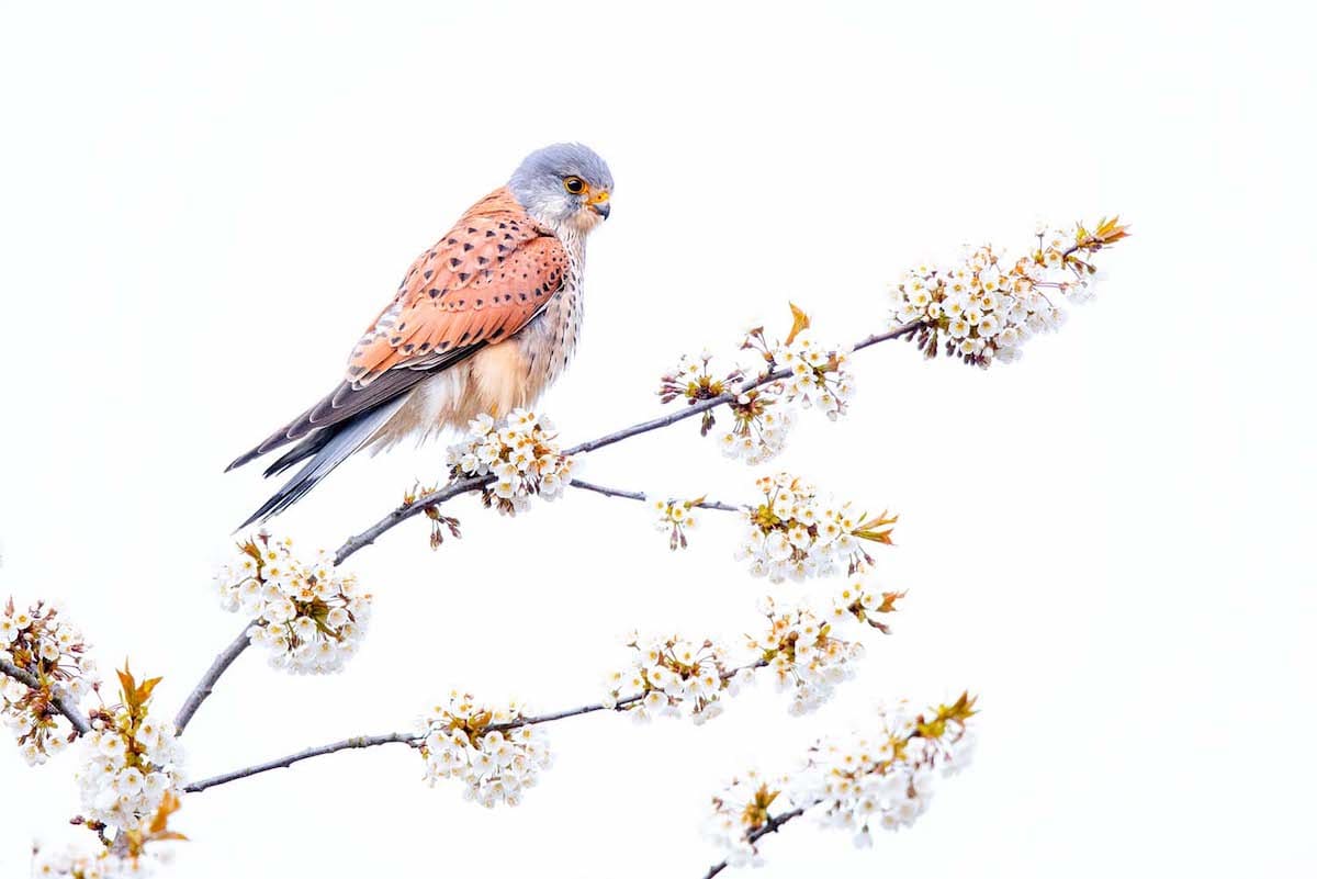 Male Kestrel Perched on a Branch with Blooming Flowers