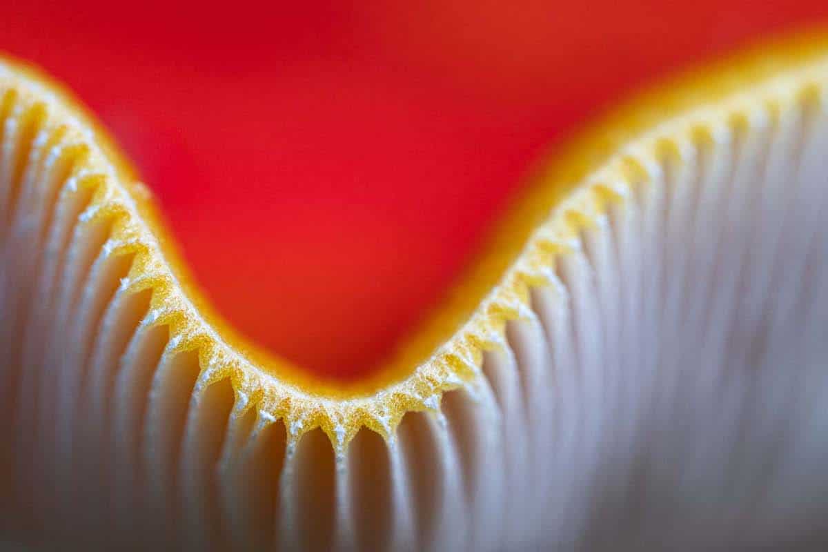 Detail of a red fly agaric