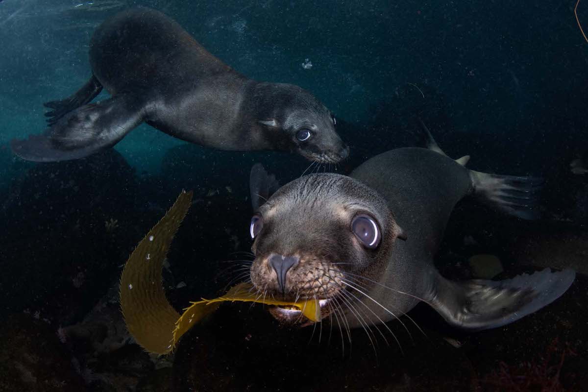 Young California Sea Lion Playing with Kelp