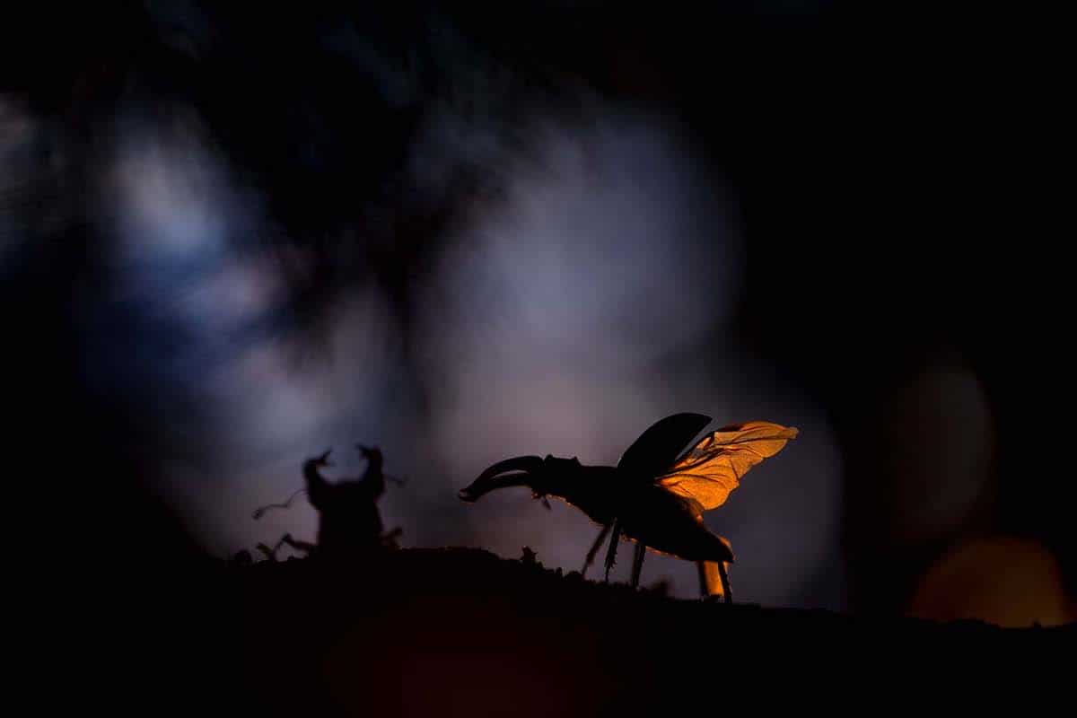 Pelea ritual entre escarabajos ciervos al atardecer