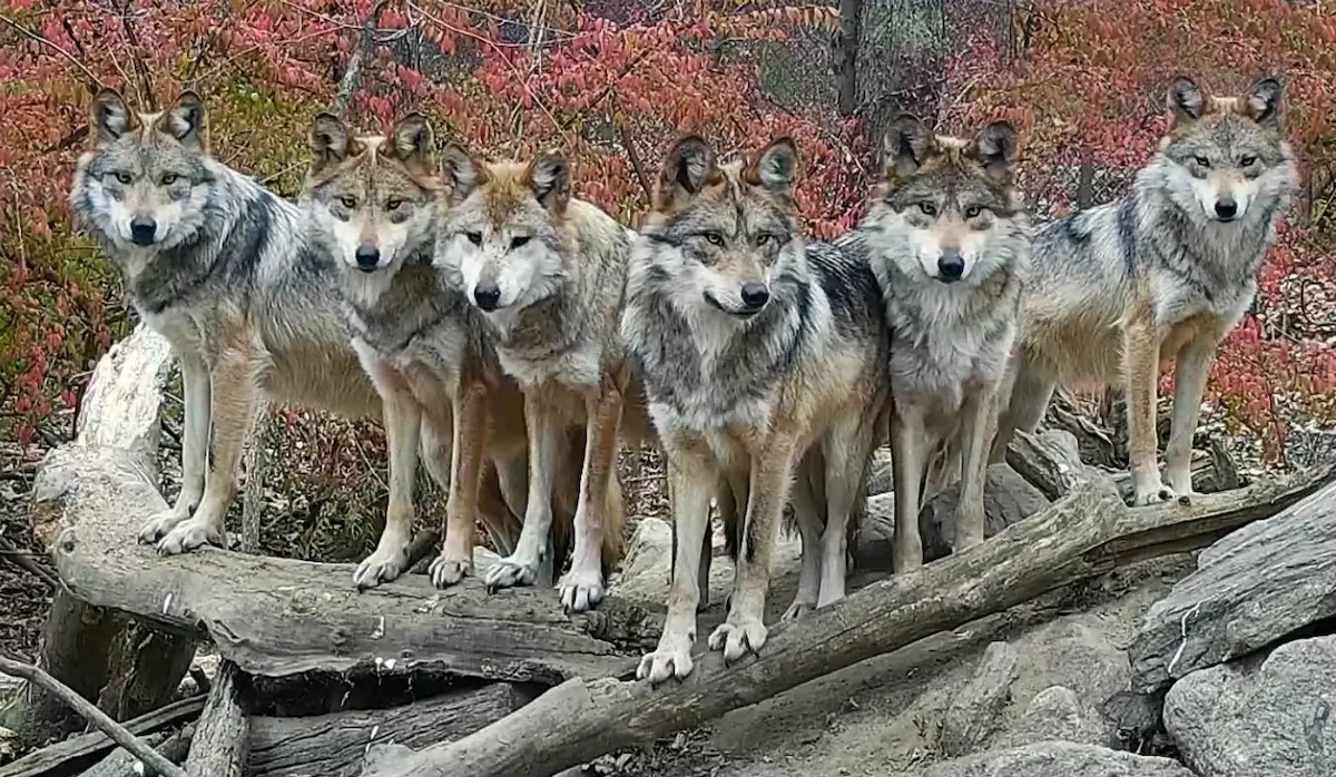 Seis lobos mexicanos posan en forma de V sobre varios troncos