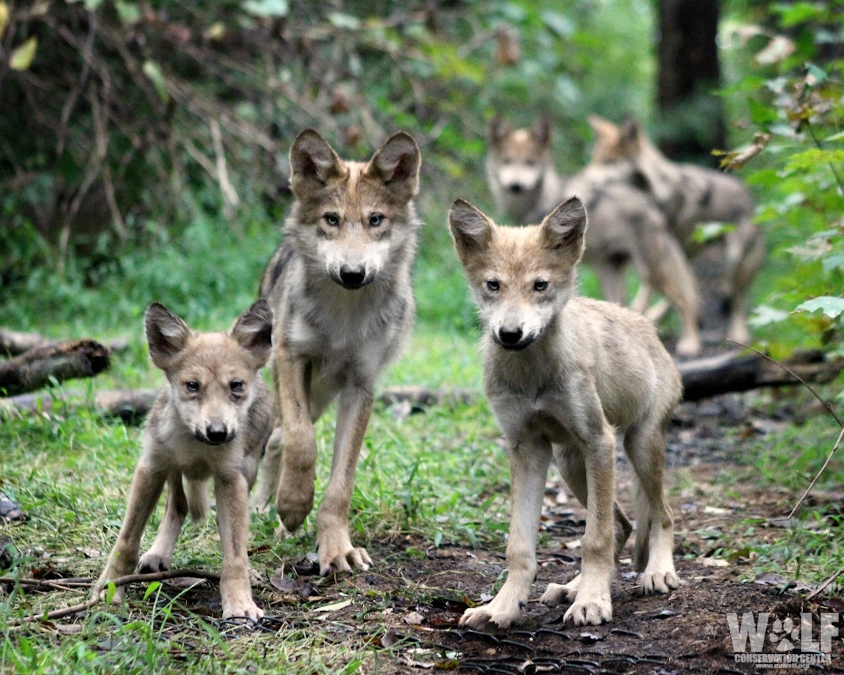 Cachorros de lobo mexicano