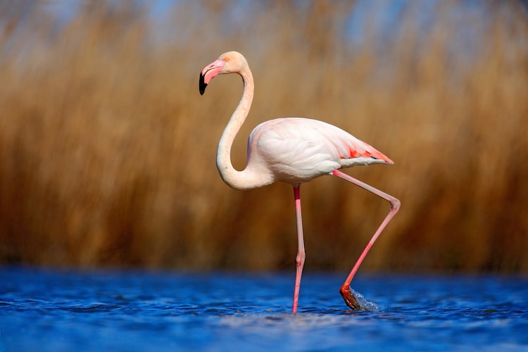 Greater Flamingo Standing in Water