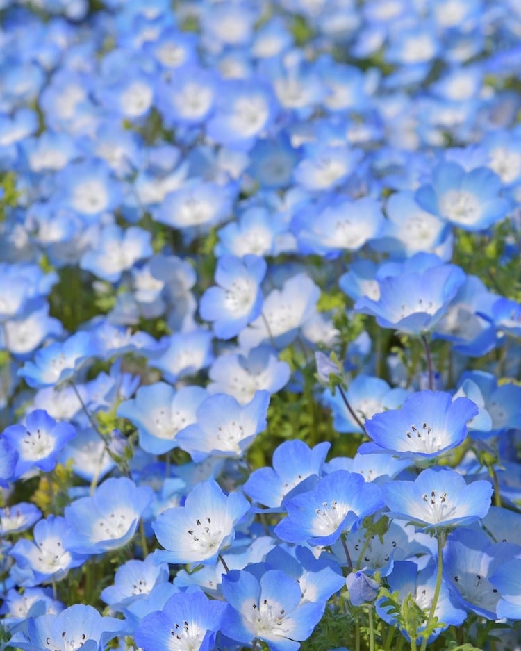 Nemophila Flowers at Hitachi Seaside Park