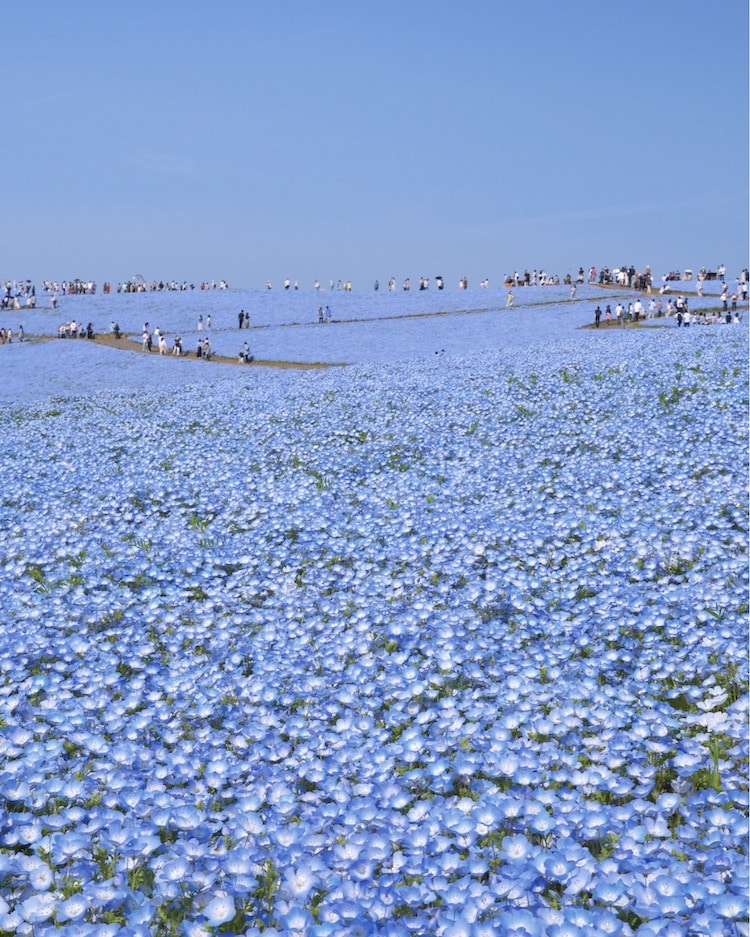Campo de nemophilas en el parque costero de Hitachi