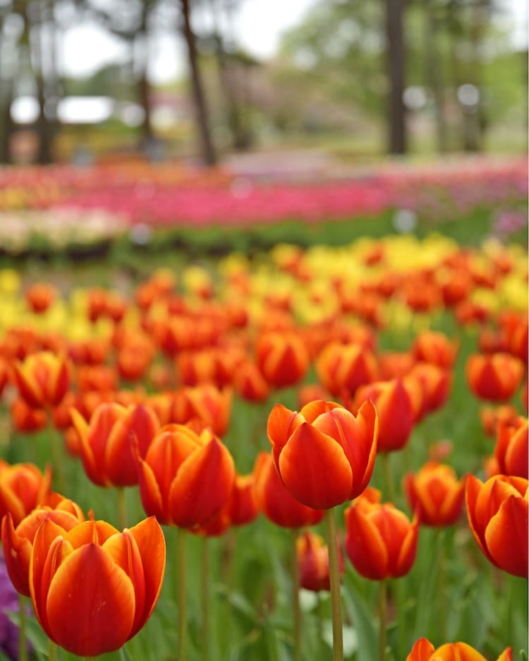 Campo de tulipanes en el parque costero de Hitachi