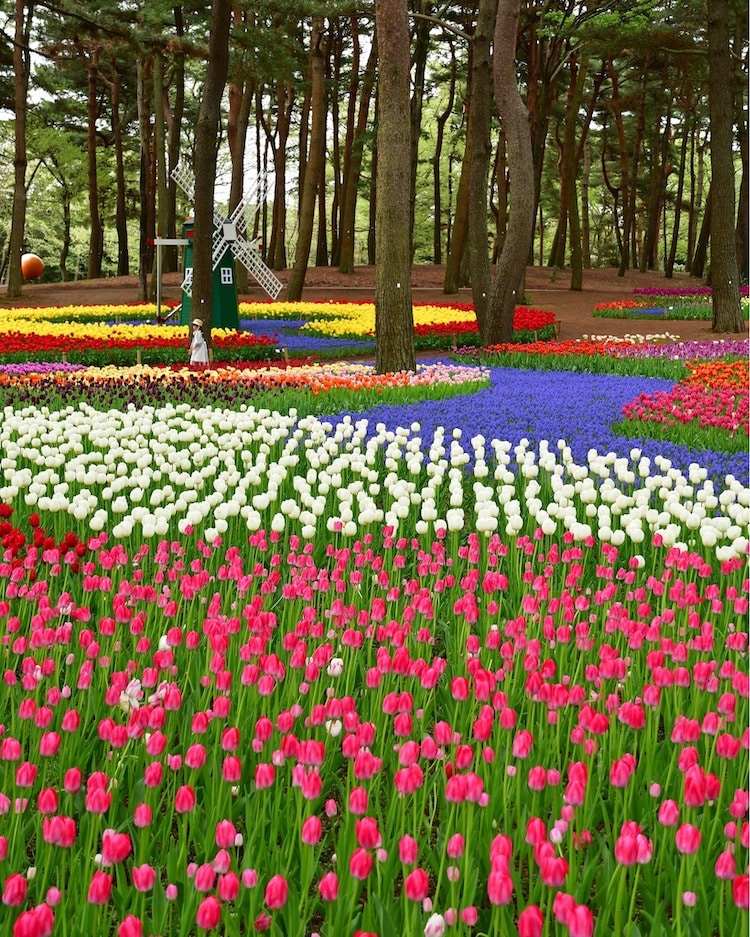 Campo de tulipanes en el parque costero de Hitachi