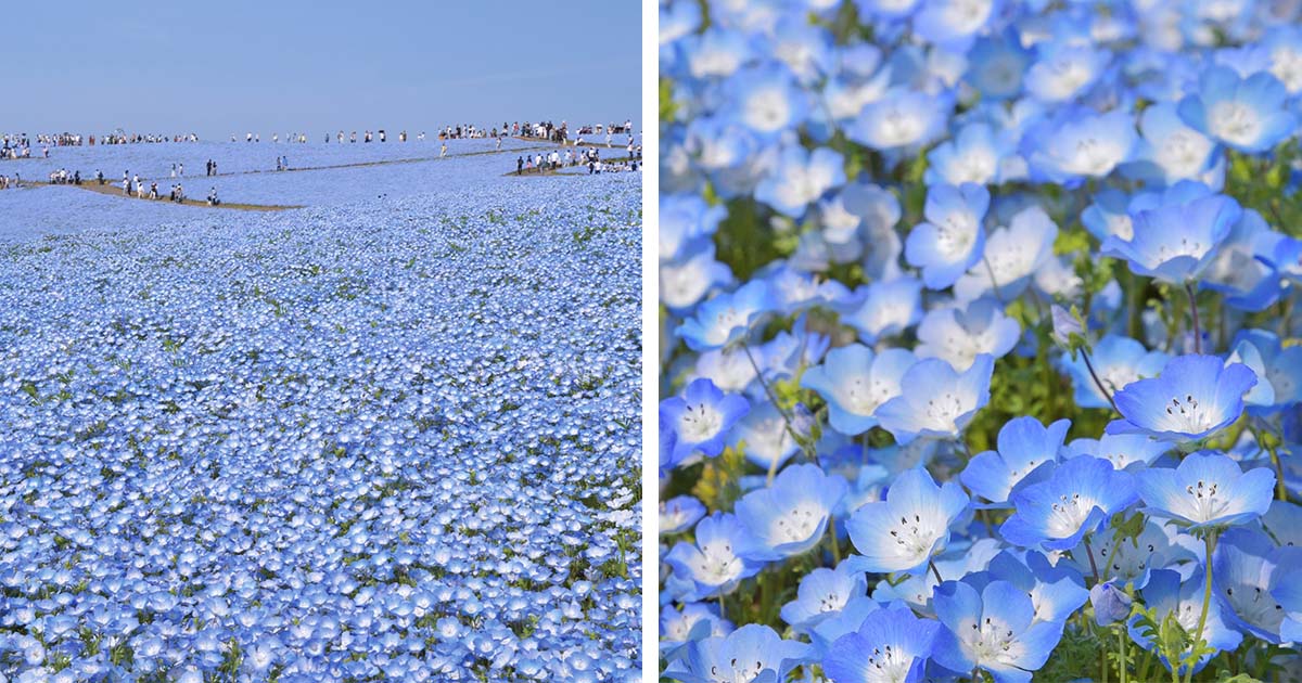 日本の自然公園は花の童話システムのように見えます