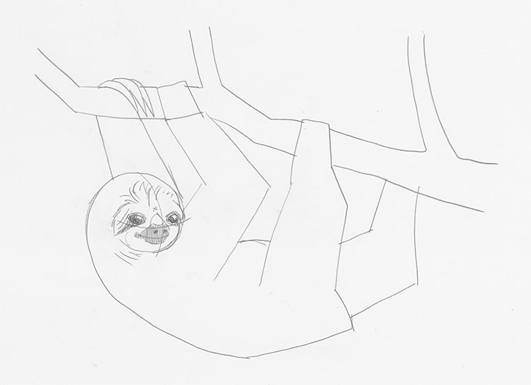 How to Draw a Sloth Step by Step