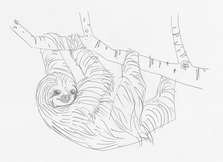 How to Draw a Sloth Step by Step