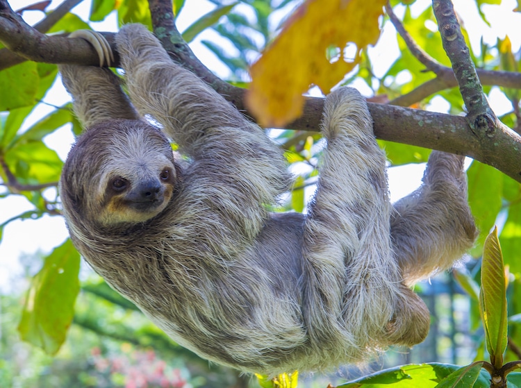 Sloth Hanging From a Tree