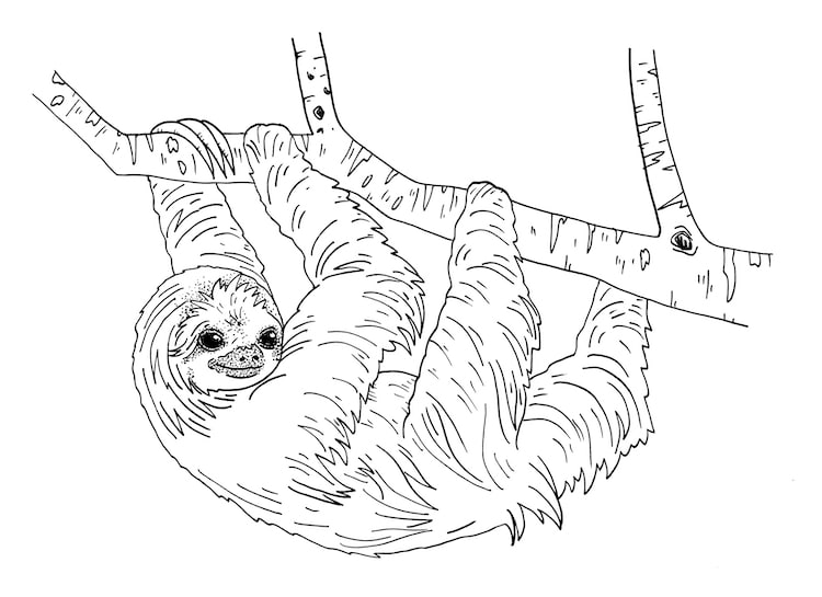 sloth drawing