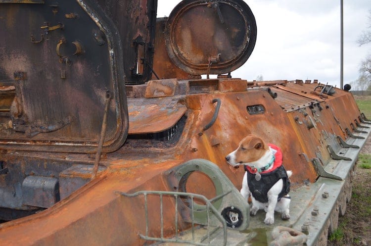 Ukrainian Jack Russell Terrier Becomes Hero Dog