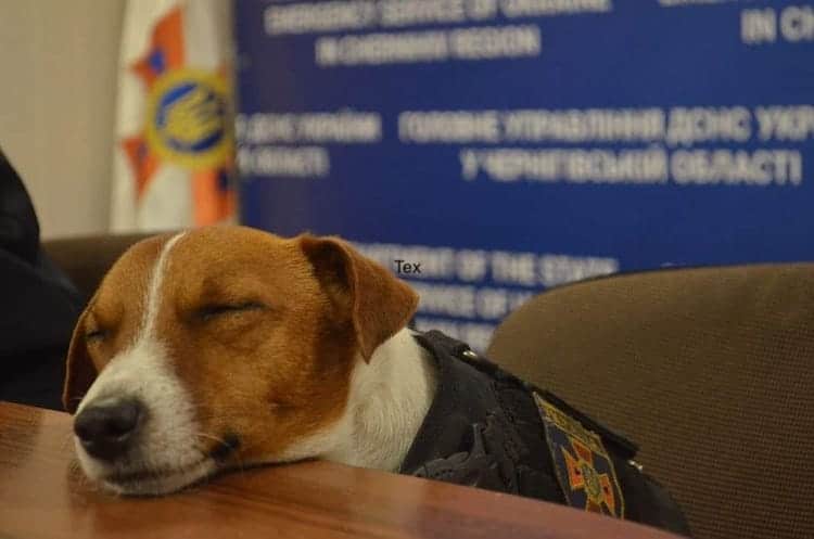 Patron the Bomb Sniffing Dog Hero in Ukraine