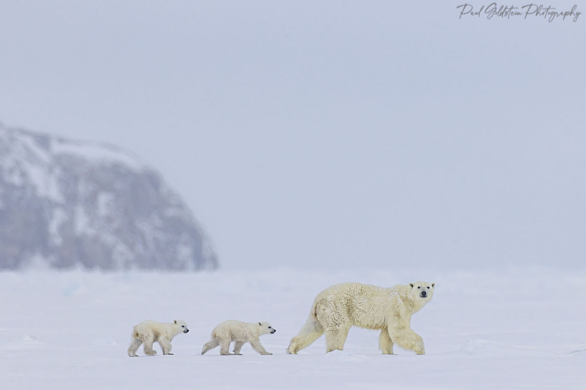 Polar Bear Mother and Cubs Walking Across Ice on Baffin Island