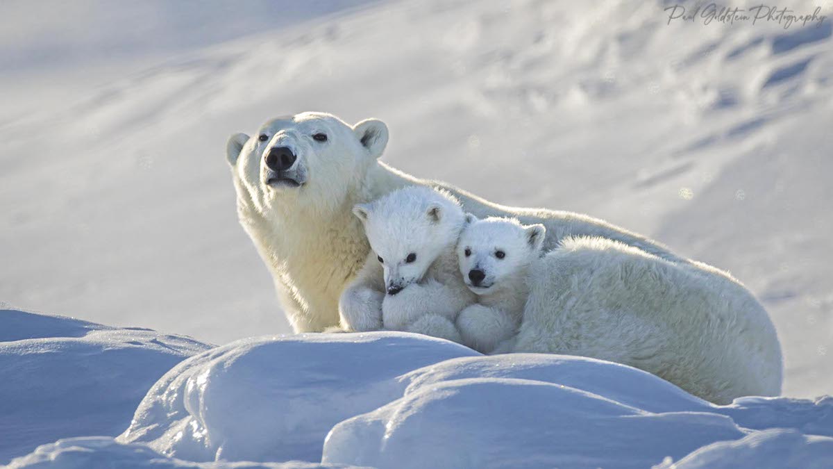 Polar Bear Mom and Cubs