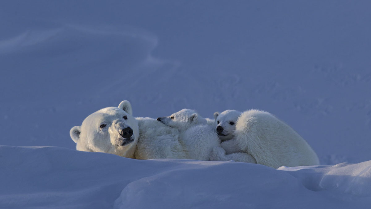 Mamma Polar Bear and Cubs Snuggling