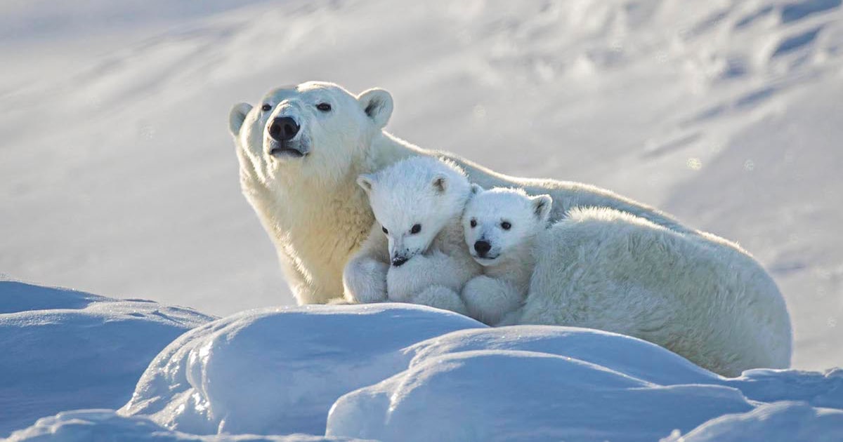Wildlife Photographer Captures Intimate Moments Between Mama Polar Bear and Her Cubs
