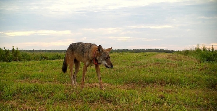 Adult red wolf