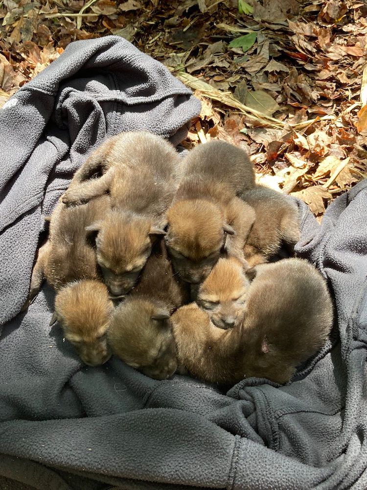 Red Wolf Pups Born on the Wild