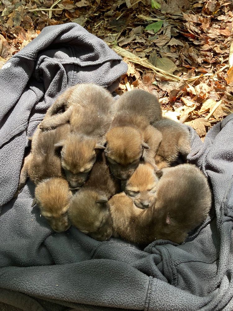 Camada de cachorros de lobo rojo da esperanzas a toda una especie