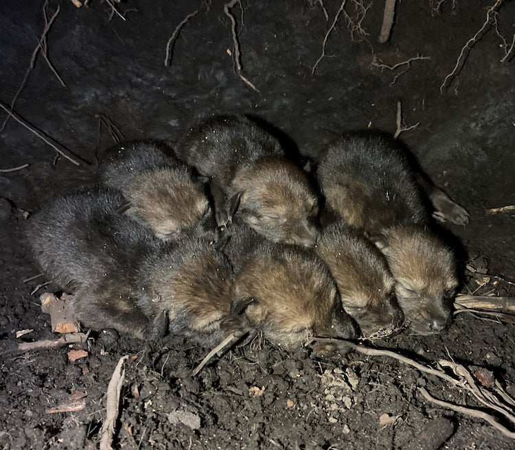 Red Wolf Pups Born on the Wild