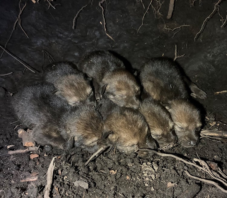 Cachorros de lobo rojo salvaje en su guarida