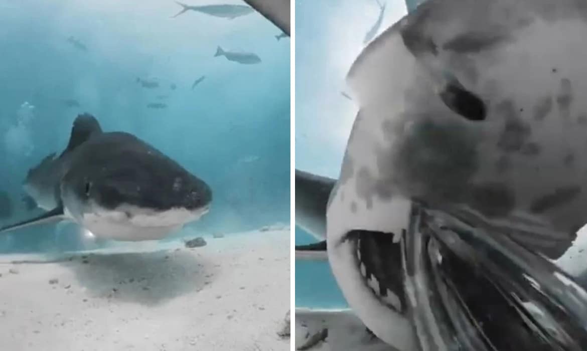 Tiburón comiéndose una cámara