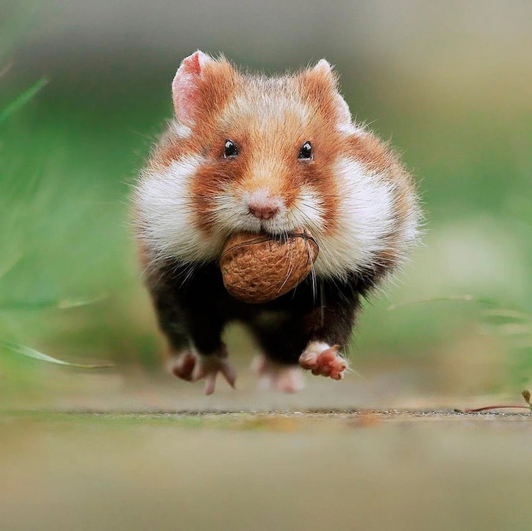 Wild Hamster Photos