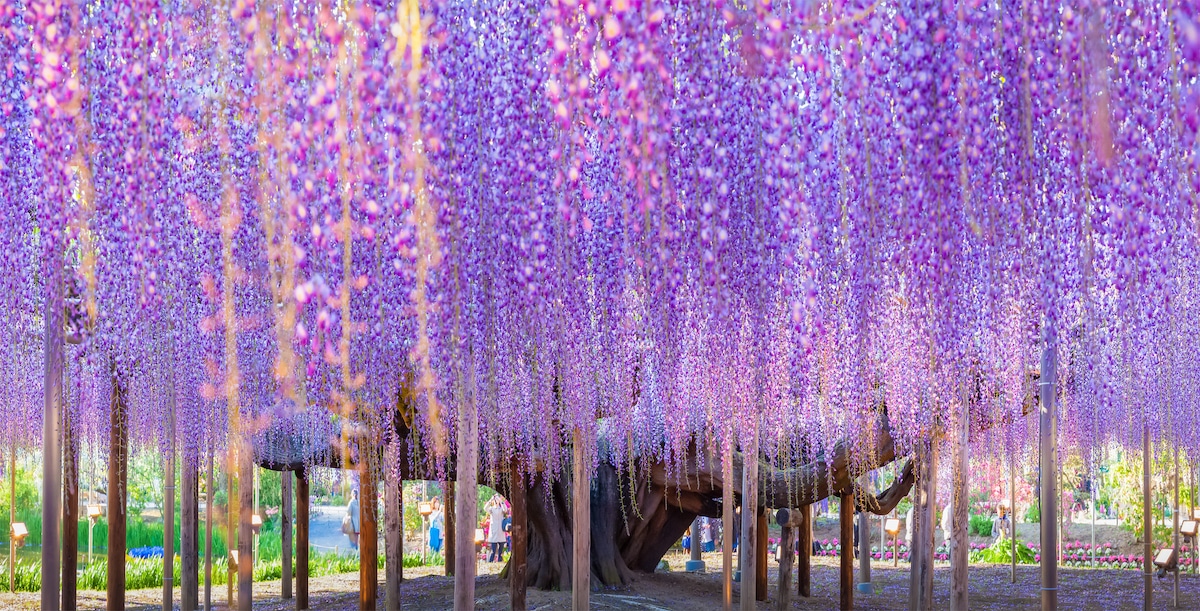 Wisteria Tree in Japan